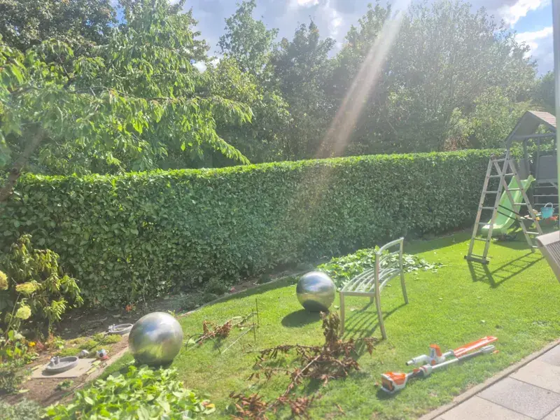 Hecke während der Arbeit, mit Leiter und Heckenschere