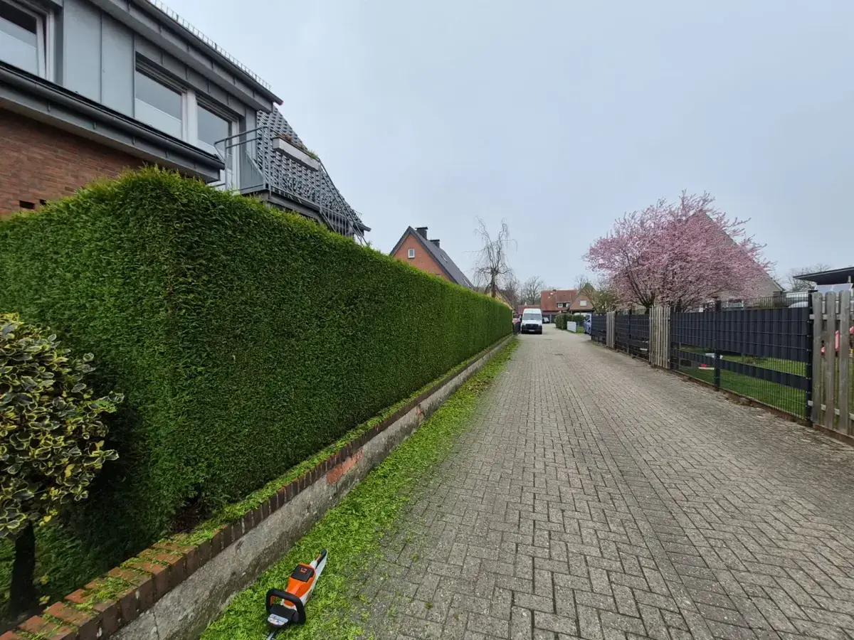 Frisch geschnittene, gerade Hecke entlang eines gepflasterten Wegs