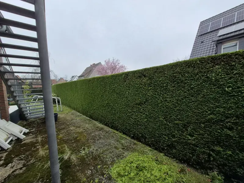 Lange, gleichmäßig geschnittene Hecke an einer Hofeinfahrt