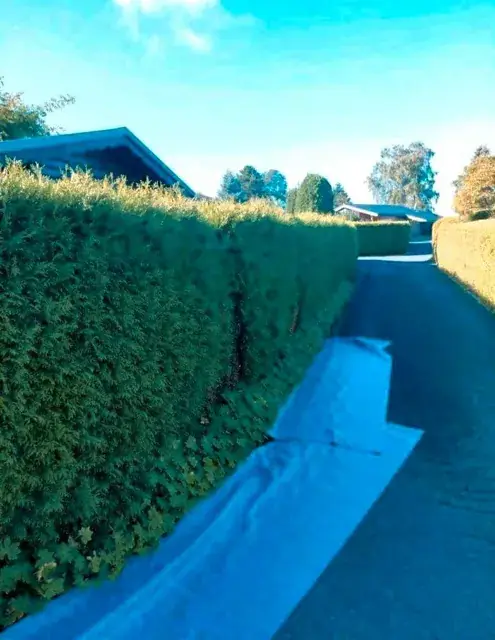 Hecke nach dem Schnitt, Schnittgut auf einer Plane