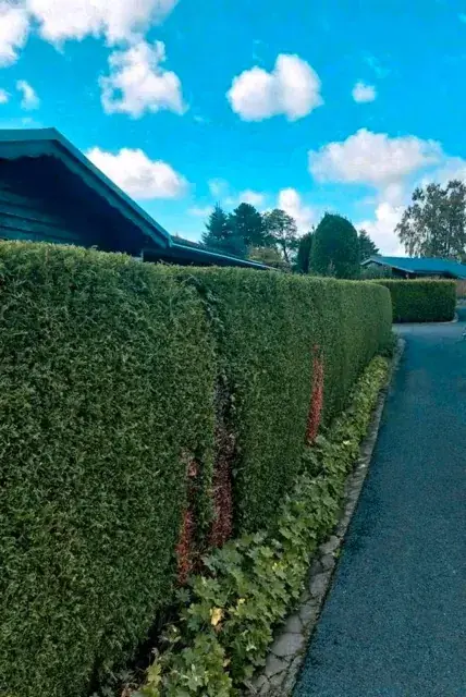 Geschnittene Hecke entlang eines Wegs