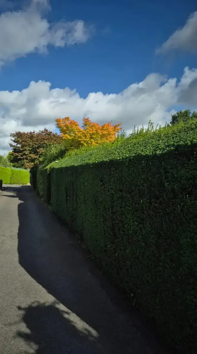 Frisch geschnittene Hecke an einem Weg im Herbst