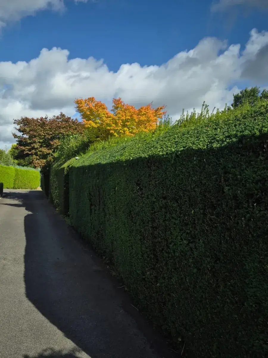 Dieselbe Hecke, gerade geschnitten