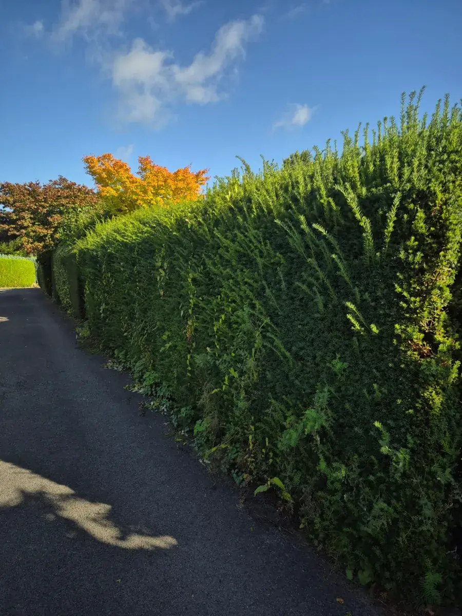 Ausgewachsene Hecke an einem Weg