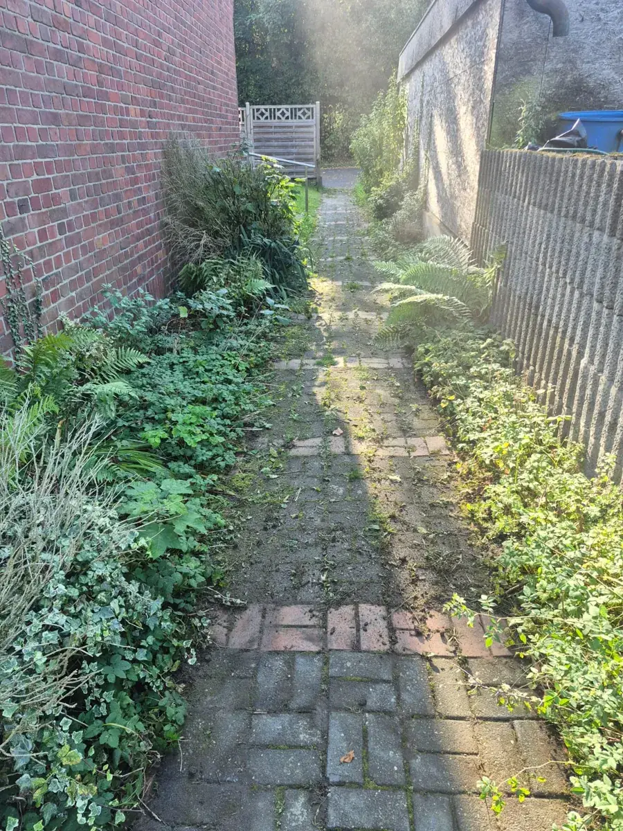 Zugewachsener Gartenweg mit Moos und Unkraut